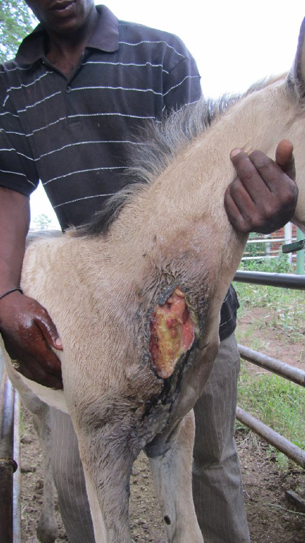 wound Support